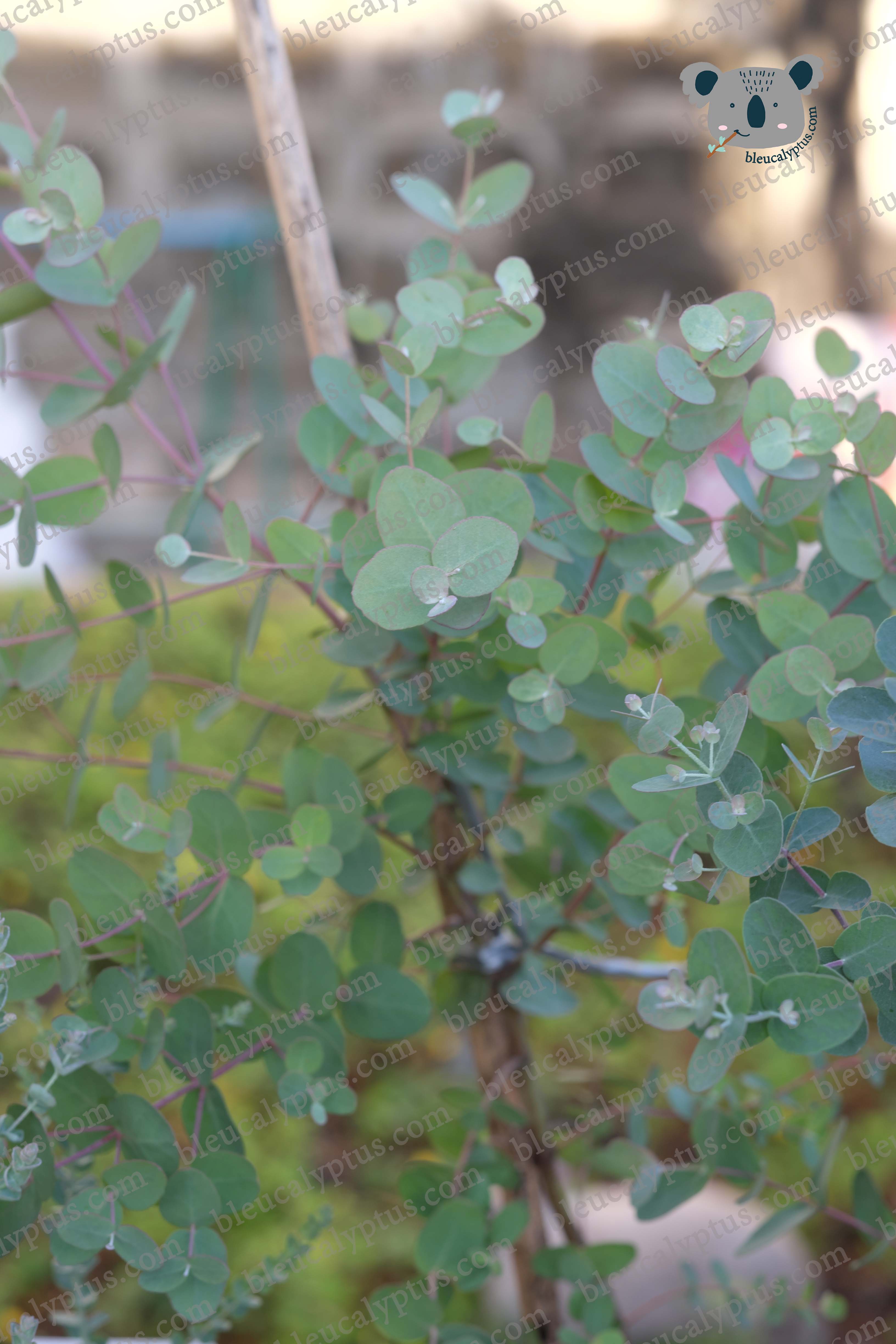 Gunni Eucalyptus
