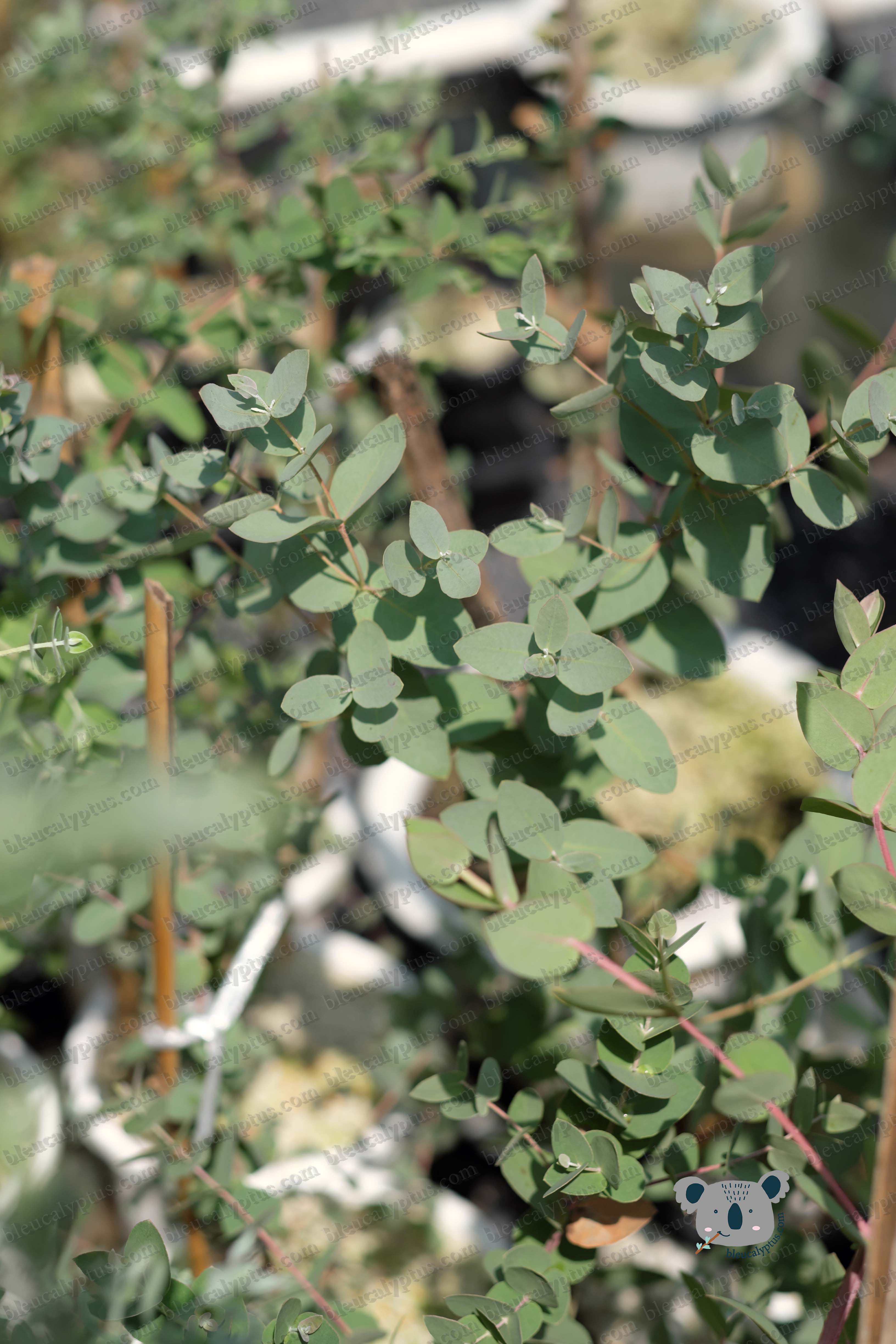 Gunni Eucalyptus