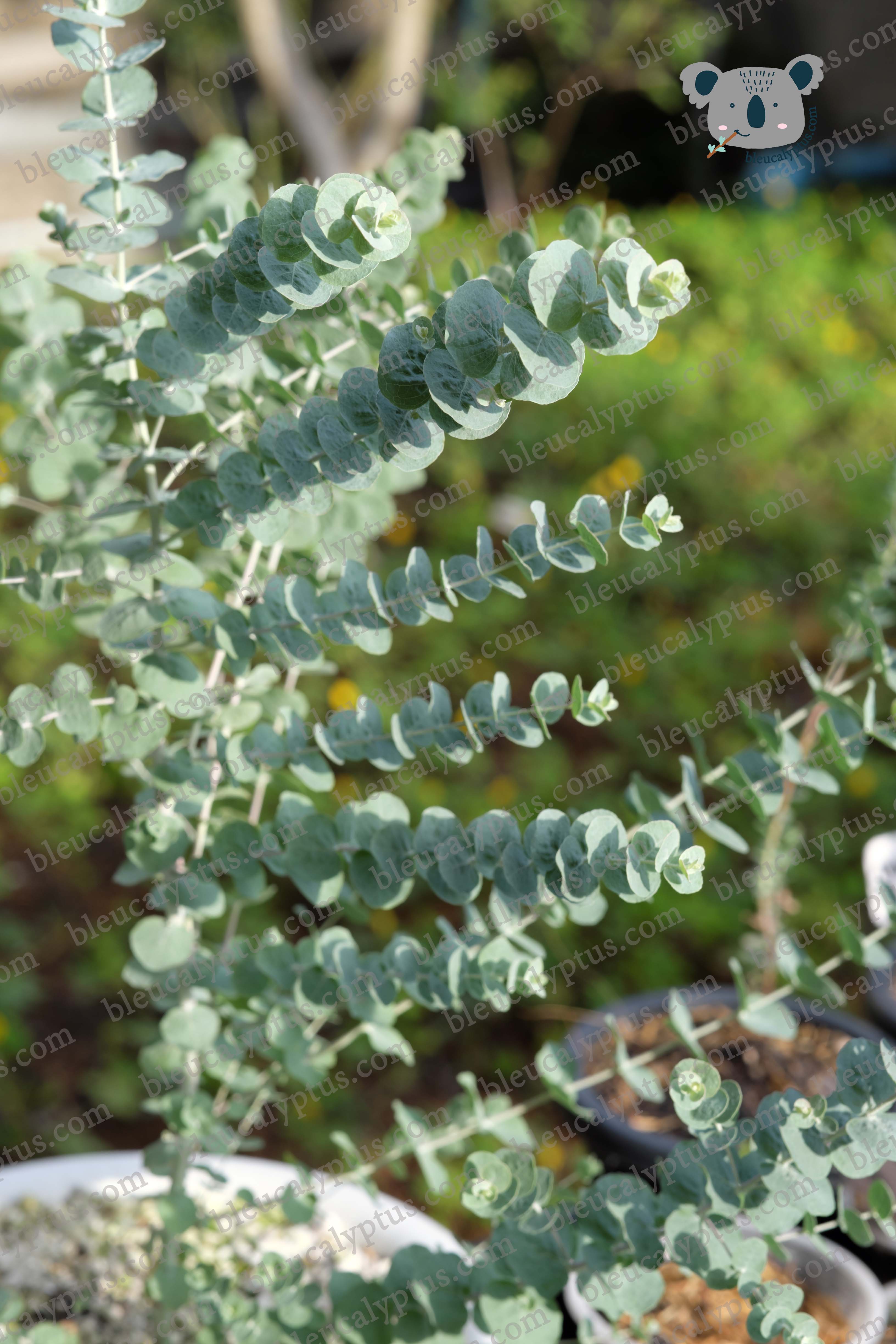 Kruseana Eucalyptus