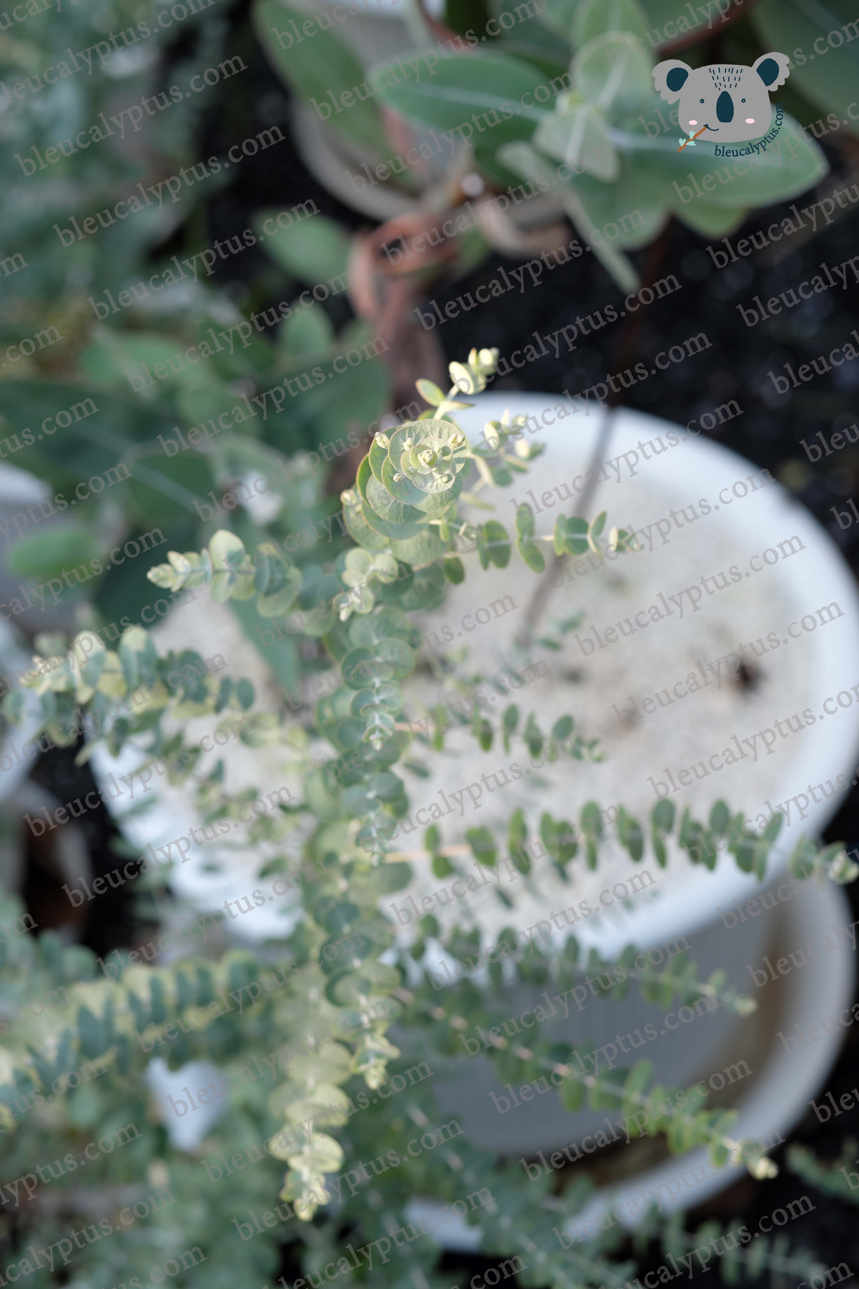 Kruseana Eucalyptus