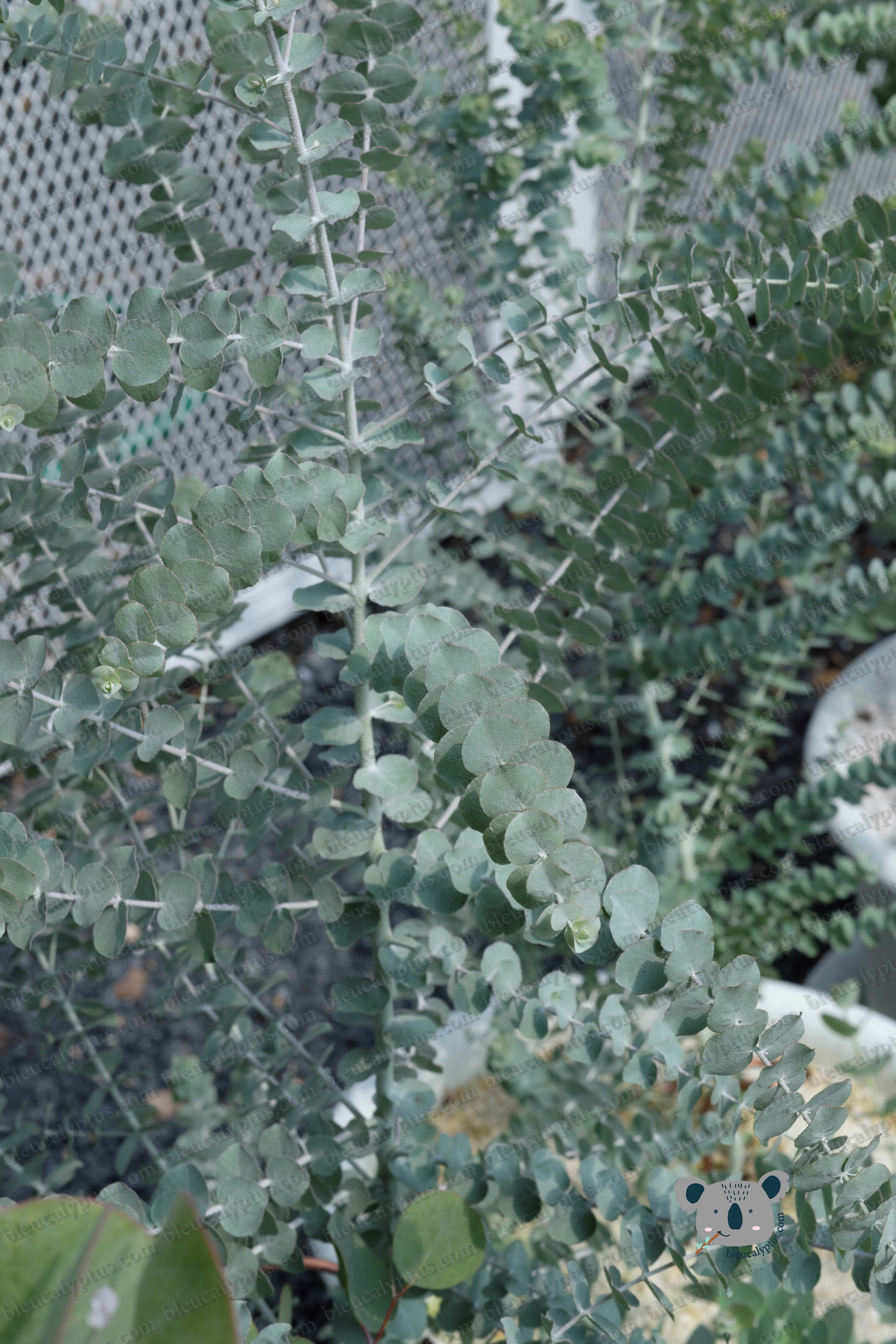 Kruseana Eucalyptus