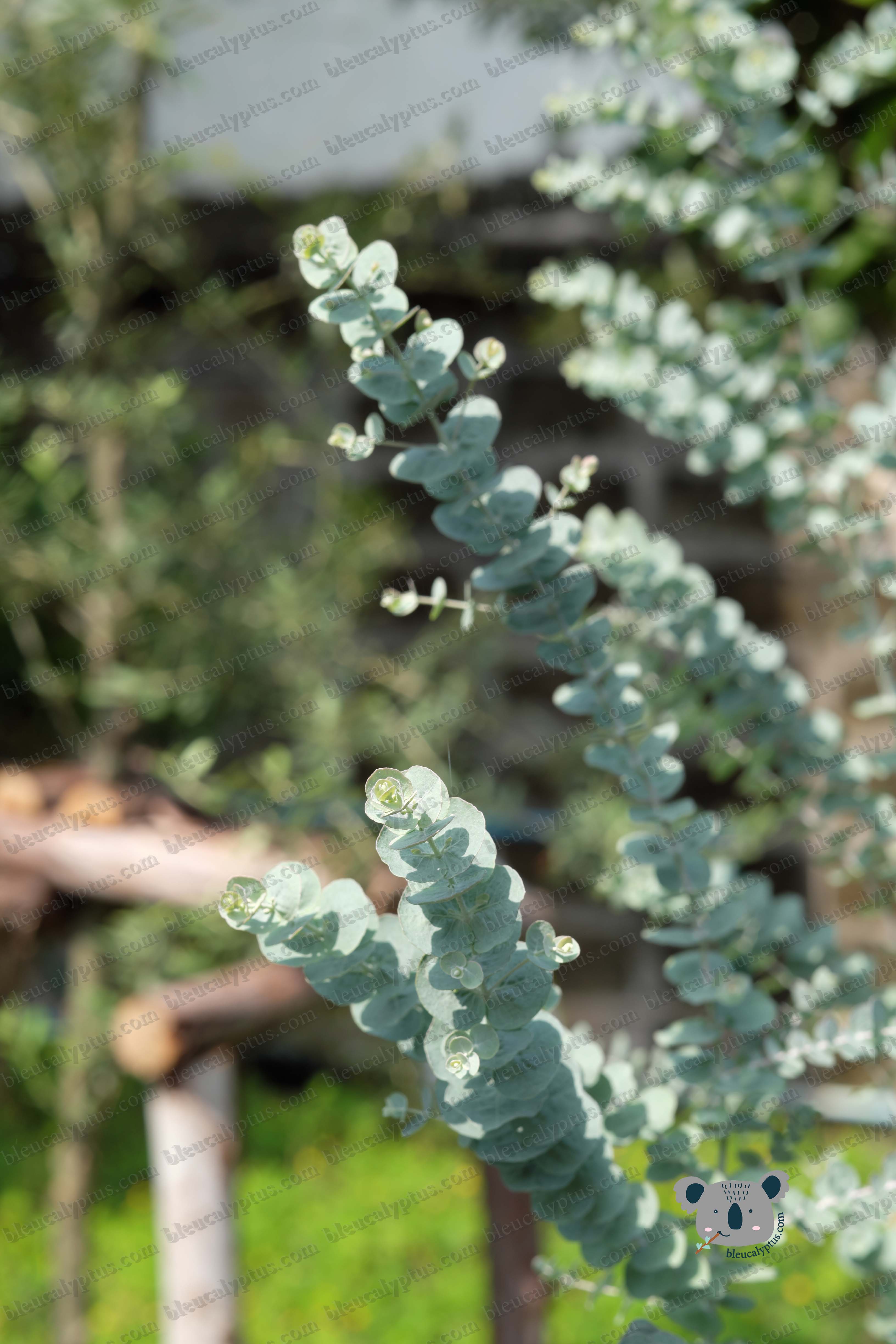 Kruseana Eucalyptus