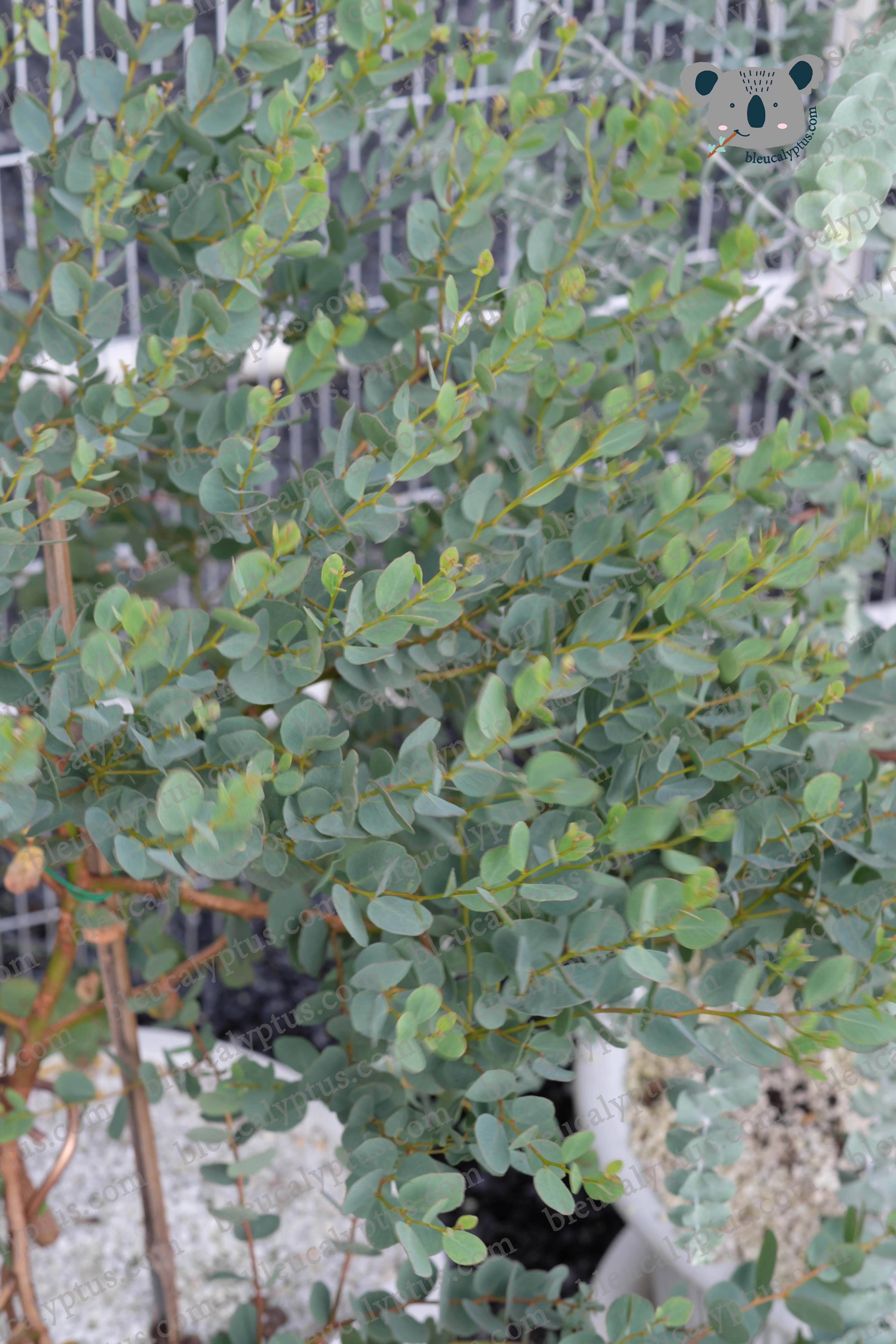 Decipiens