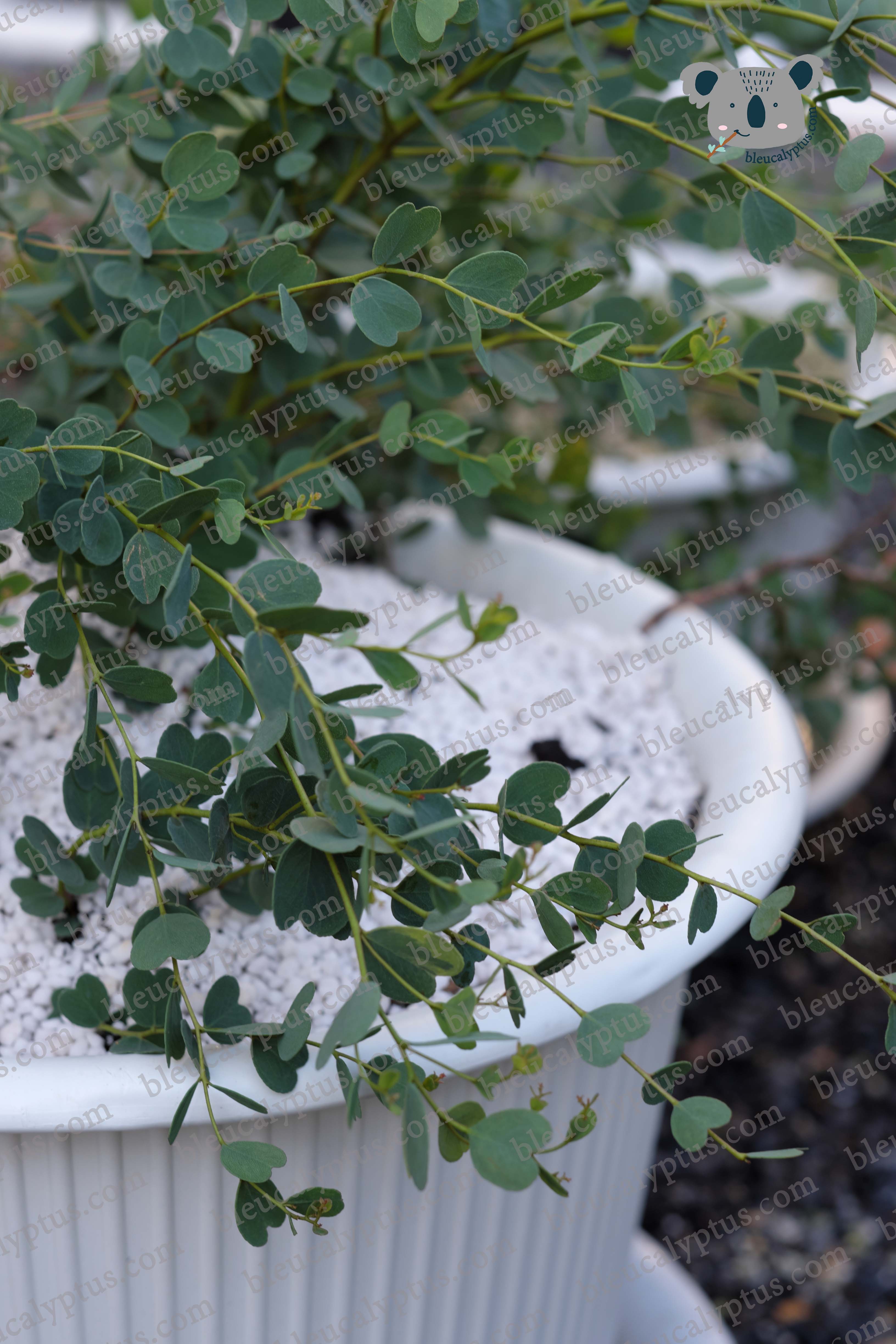 Decipiens