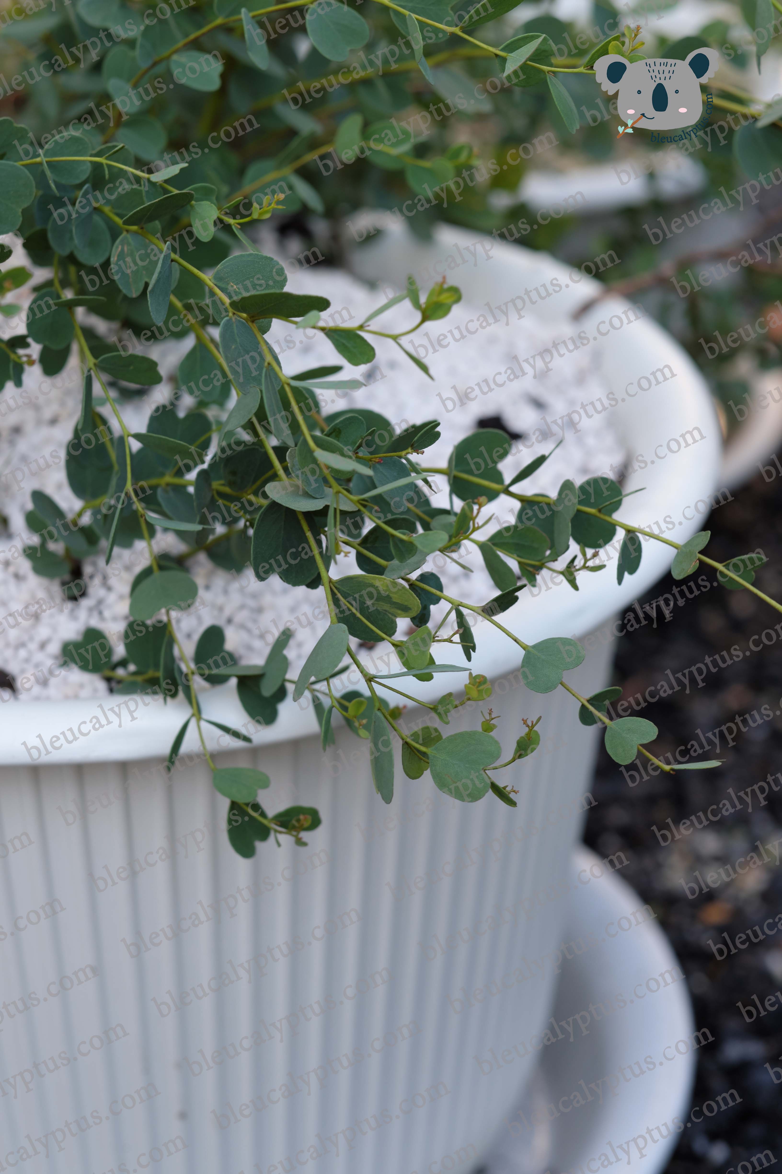 Decipiens