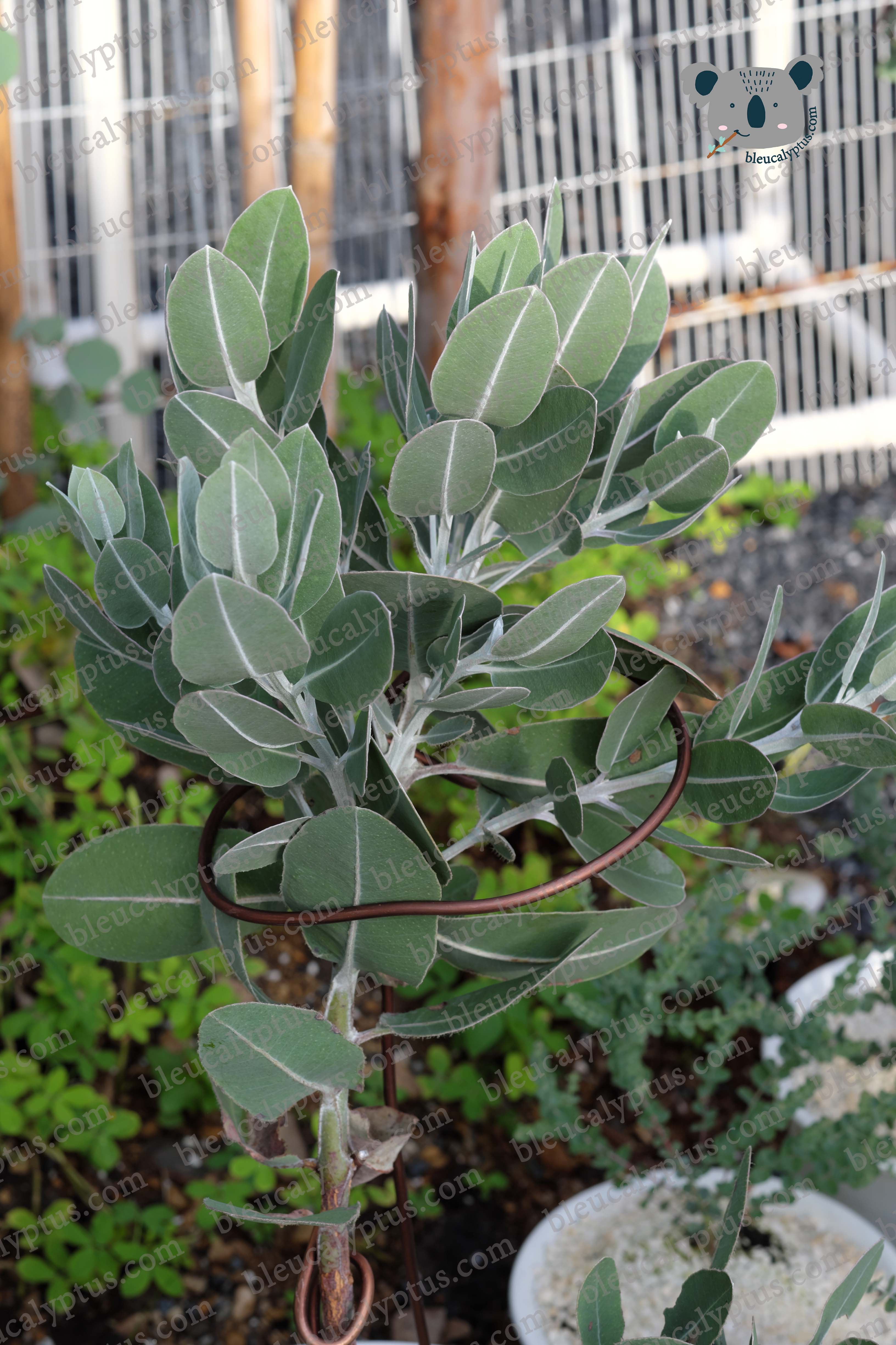Pleurocarpa