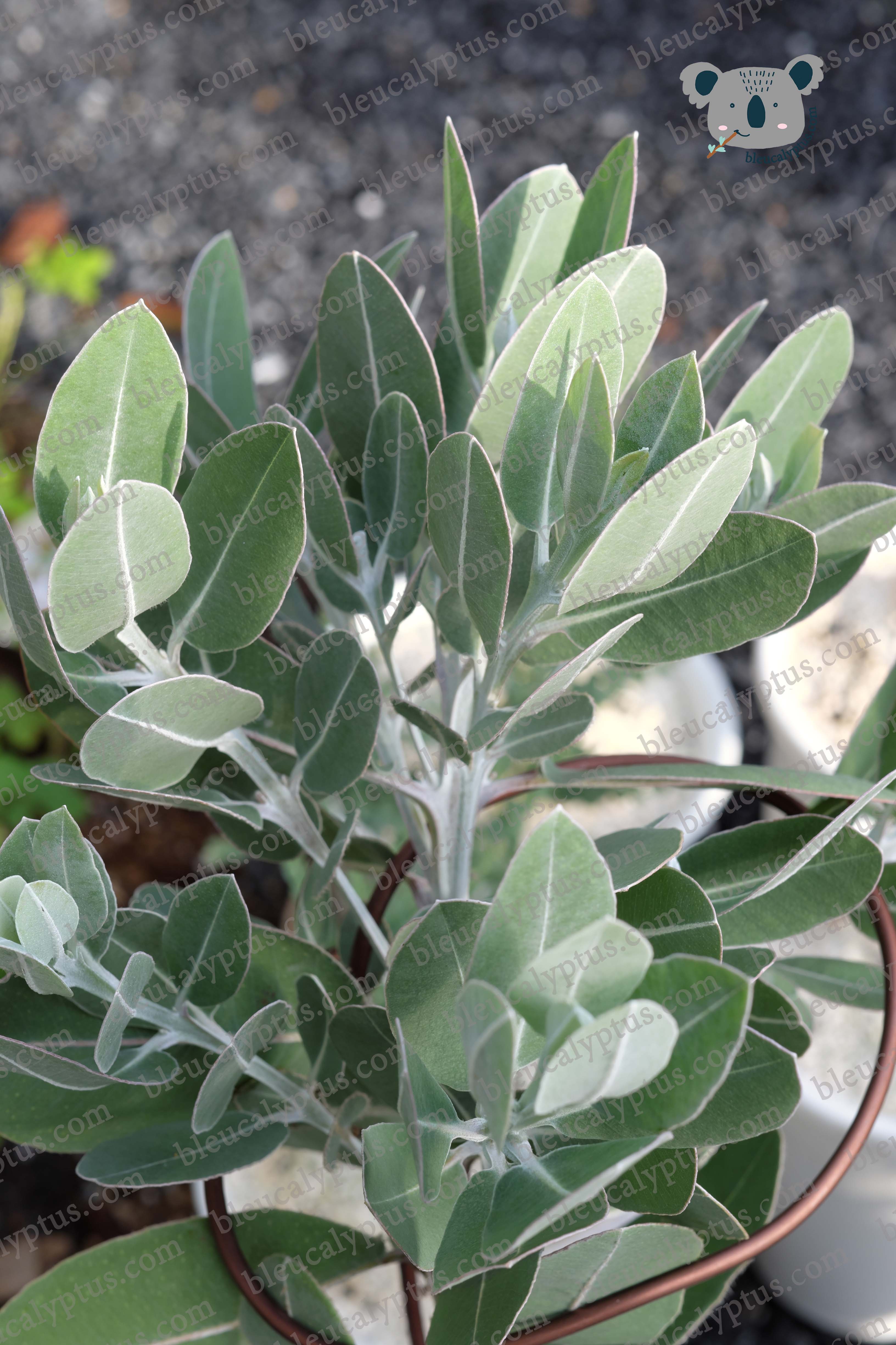 Pleurocarpa