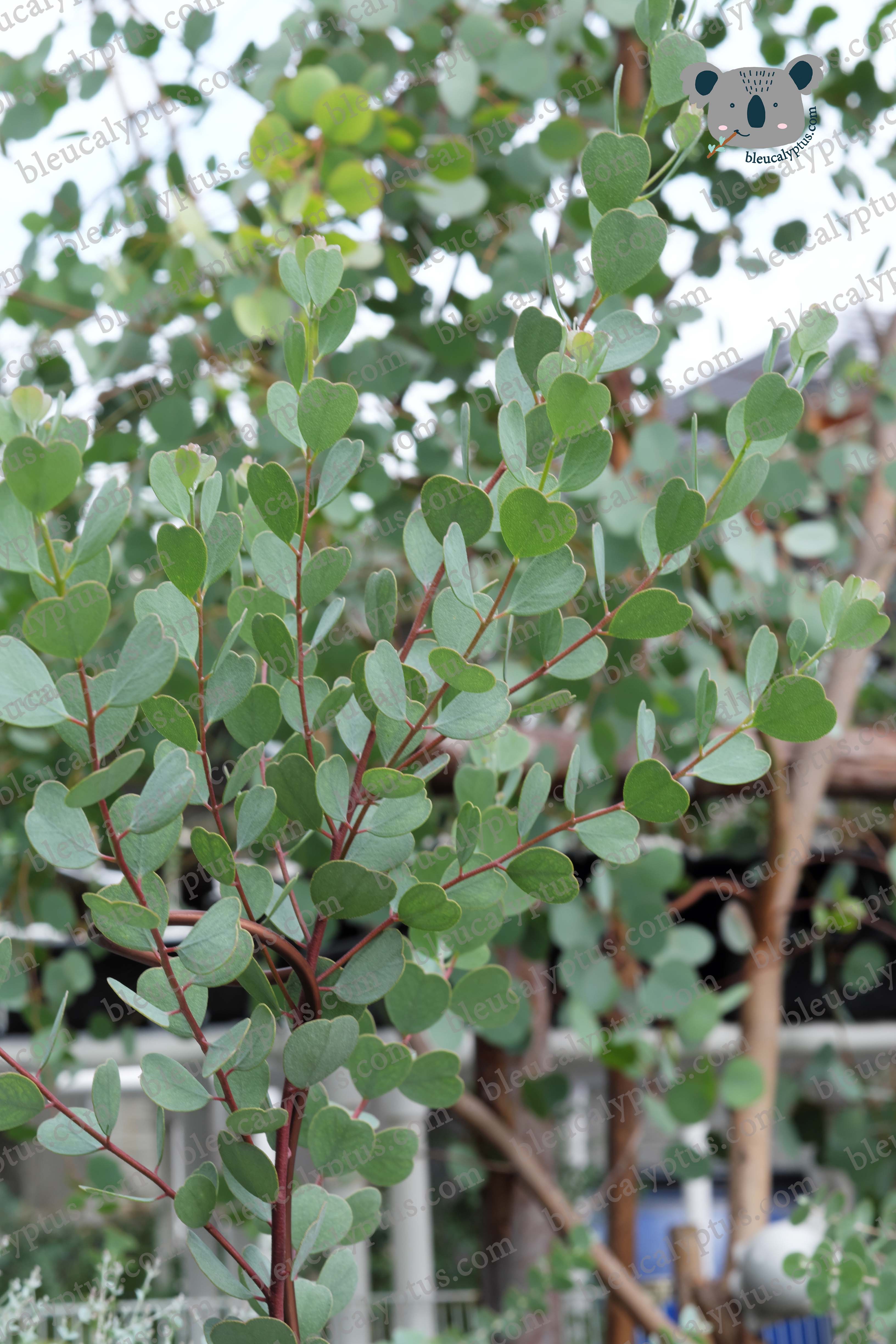 Websteriana