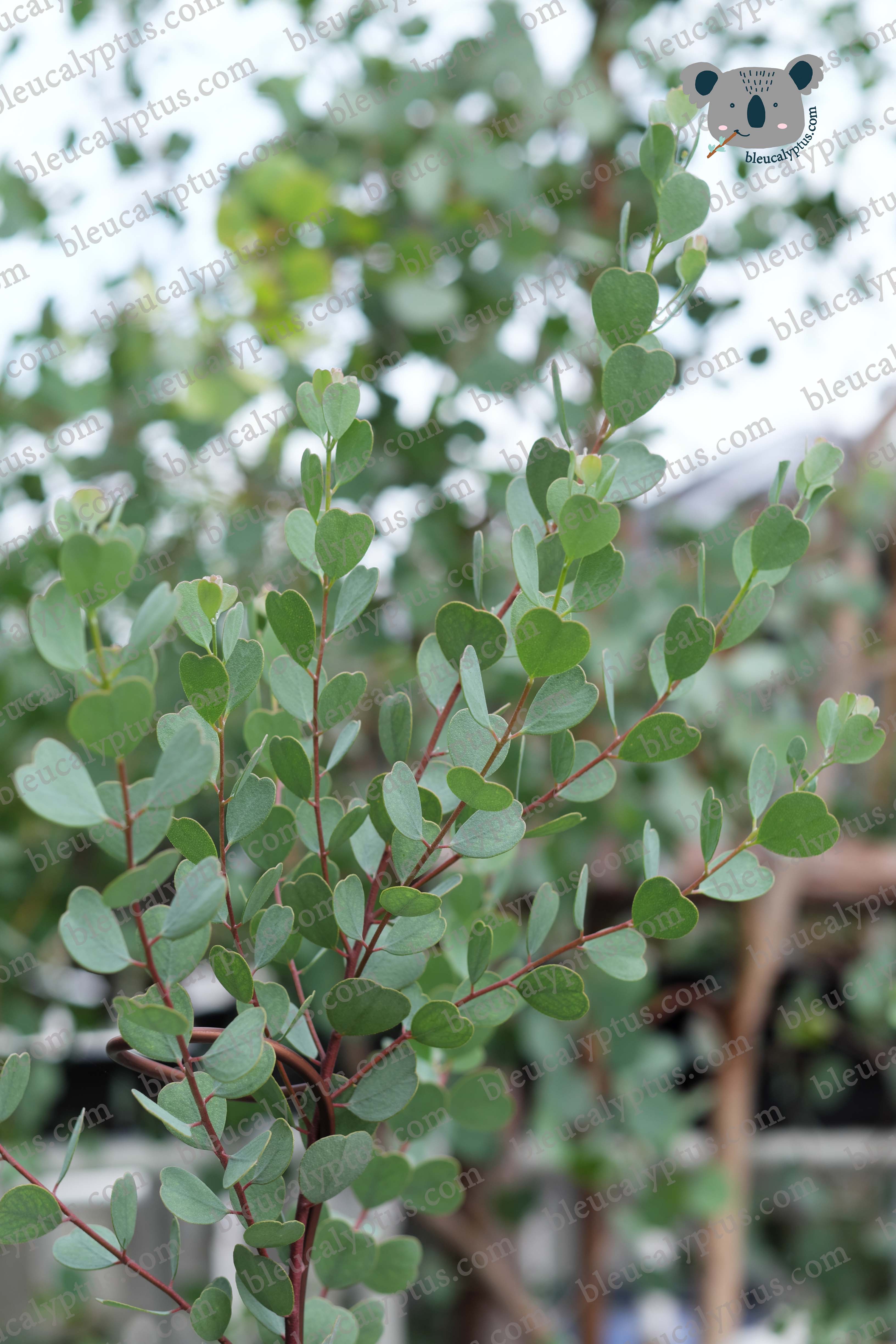 Websteriana