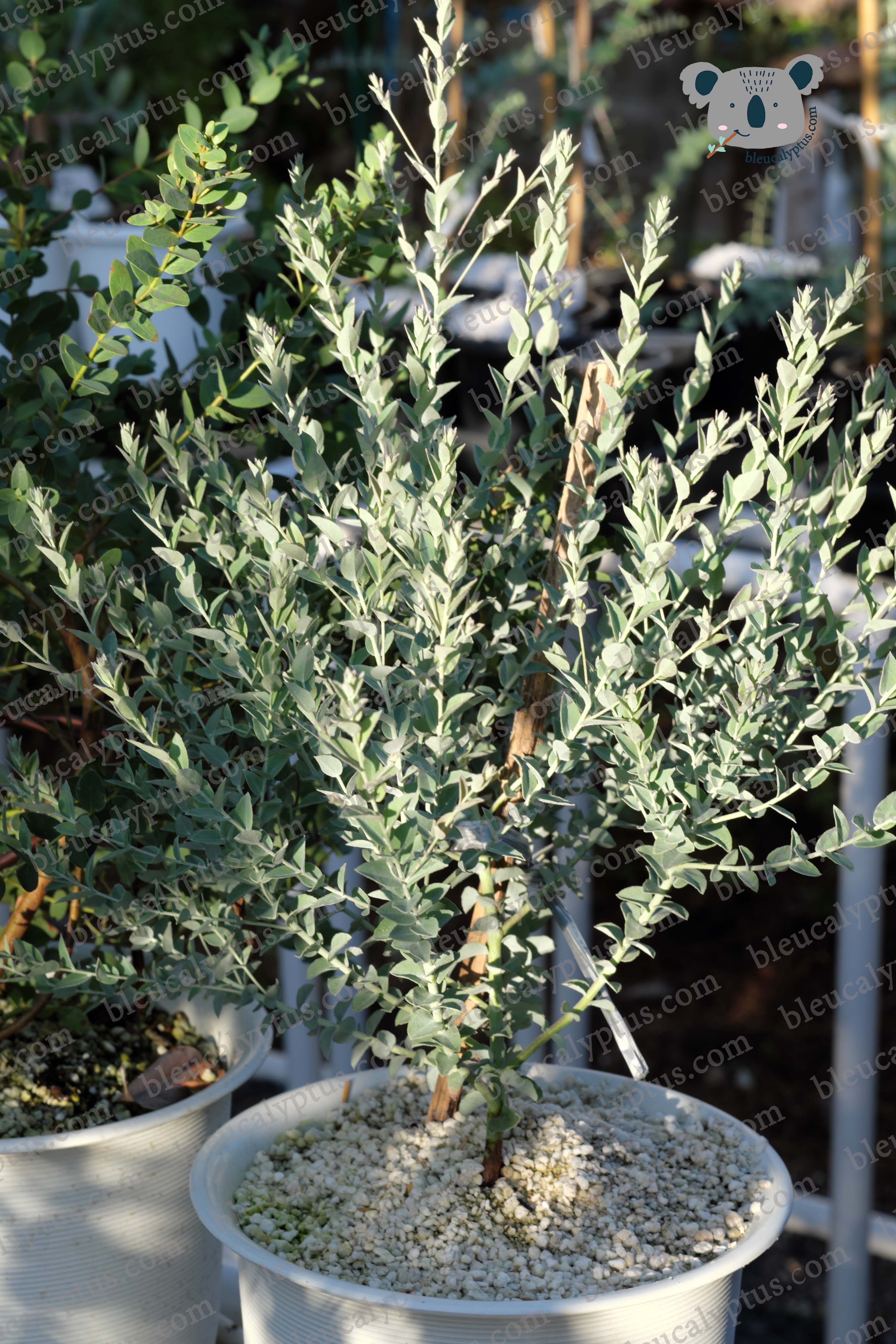 Eucalyptus