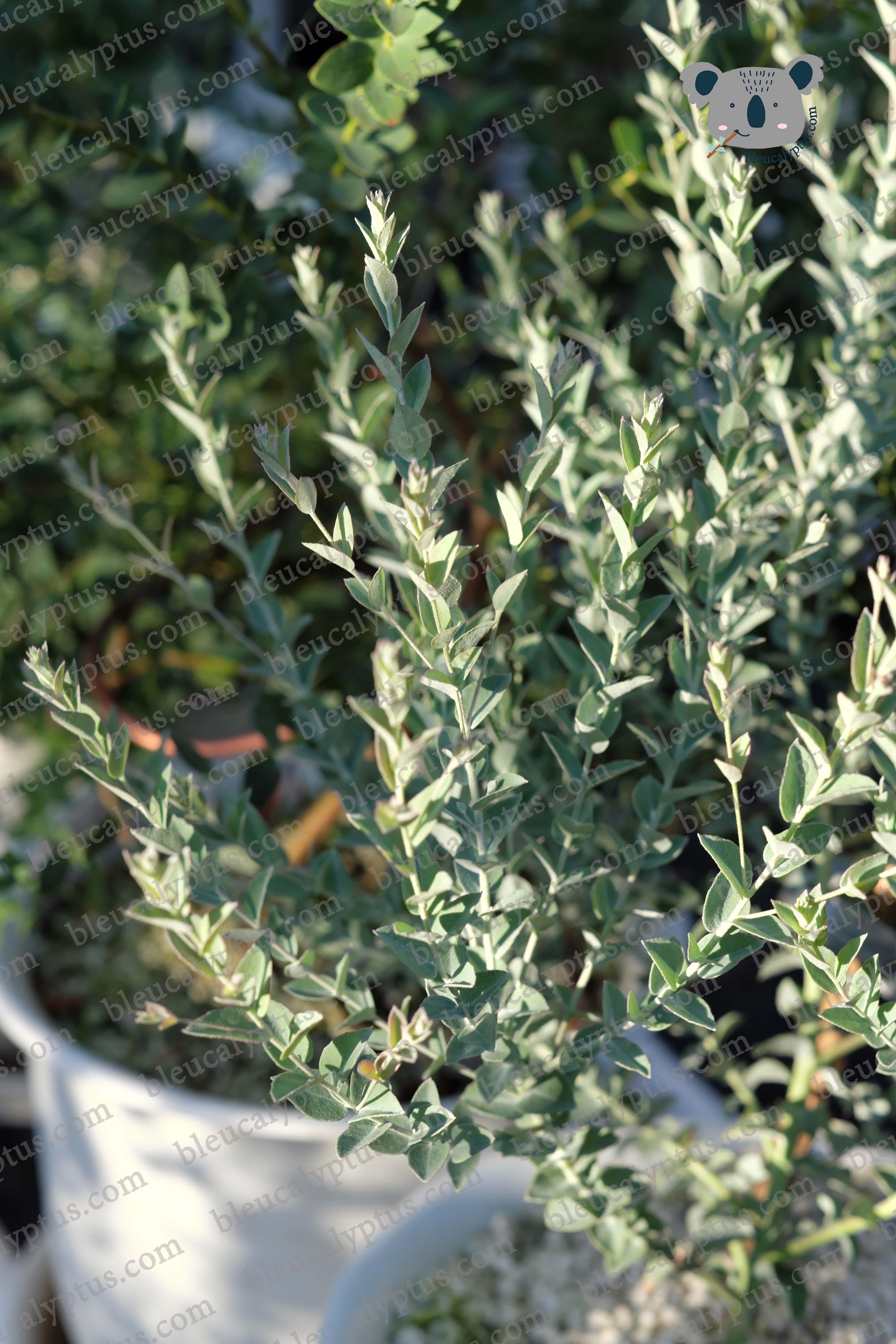 Eucalyptus01